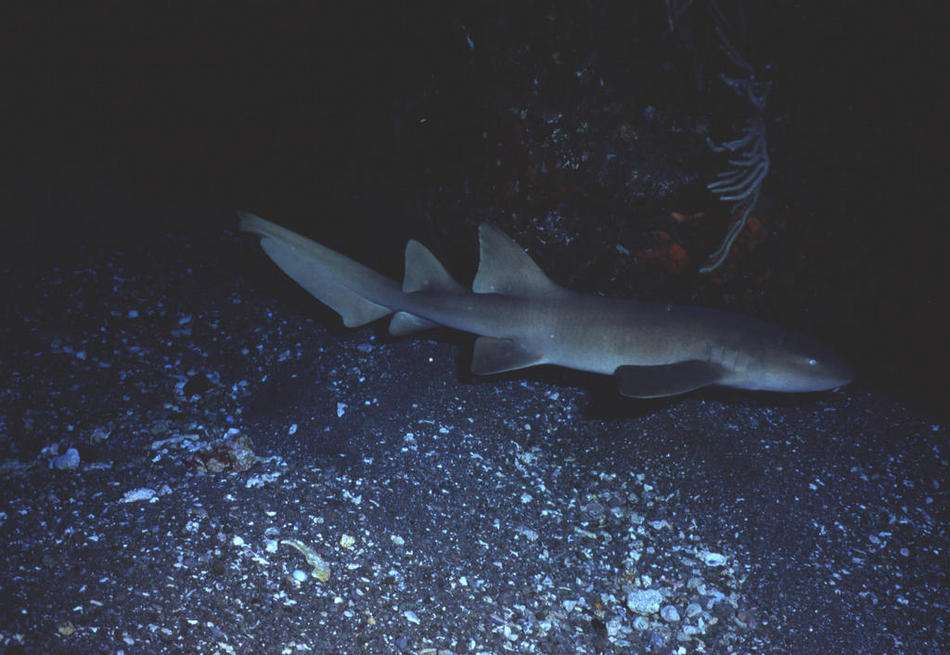 Nurse shark