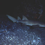 Nurse shark