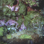 Spotted burrfish rare