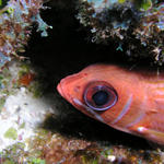 Squirrel Fish portrait