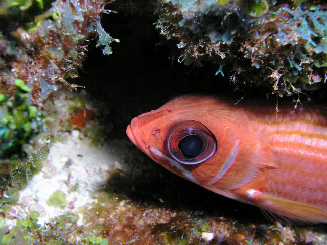 Squirrel Fish portrait