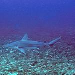 Bull Sharks