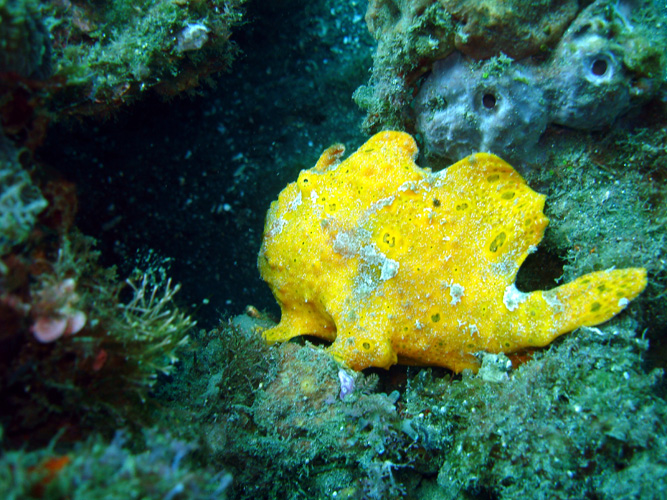 DSC00364  Frog Fish