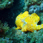 DSC00364  Frog Fish