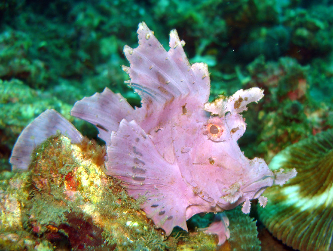 DSC00384-1  Weedy Scorpionfish