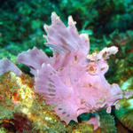 DSC00384-1  Weedy Scorpionfish