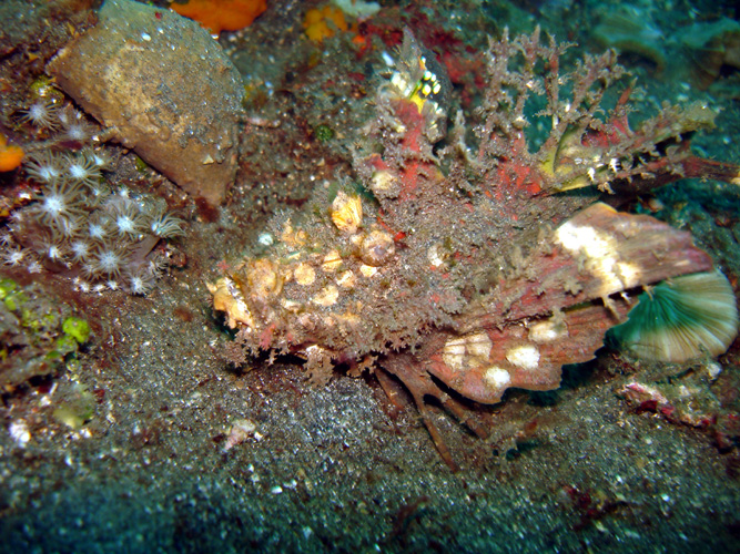 DSC00397 Spiny Devilfish (I think)