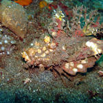 DSC00397 Spiny Devilfish (I think)