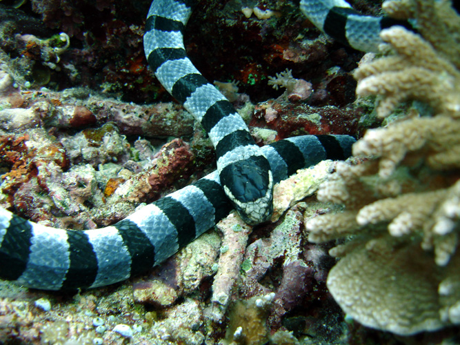 DSC00667 Banded Sea Snake