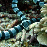 DSC00667 Banded Sea Snake