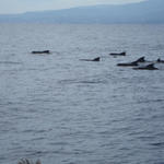 DSC00723  Pilot Whales