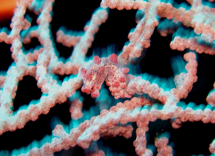 DSC00728-1  Pigmy Seahorse