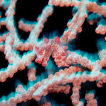 DSC00728-1  Pigmy Seahorse