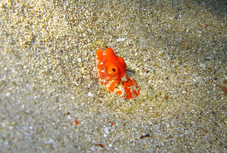 DSC00830-1 Reptilian Snake eel