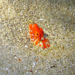 DSC00830-1 Reptilian Snake eel