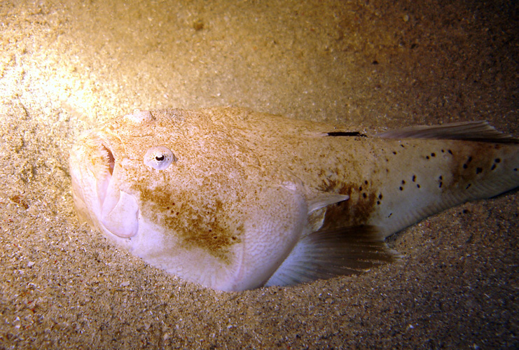 DSC00848-1  Whitemargin Stargazer