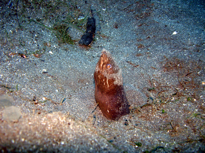 DSC00925 Snake Eel of somekind