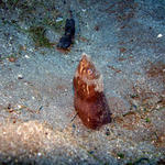 DSC00925 Snake Eel of somekind