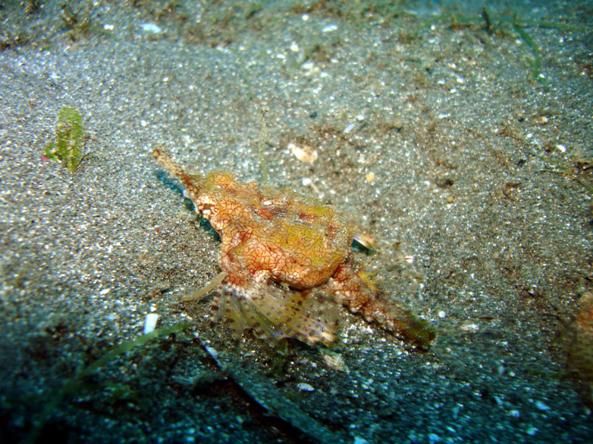 DSC00941  Dragon Sea Moth