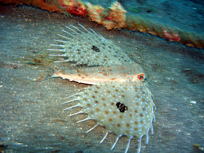 DSC00952 Helmut "Flying" Gurnard