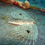 DSC00952 Helmut "Flying" Gurnard