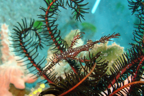 DSC00964-1  Ghost Pipefish