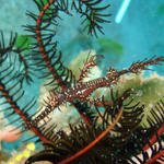 DSC00964-1  Ghost Pipefish