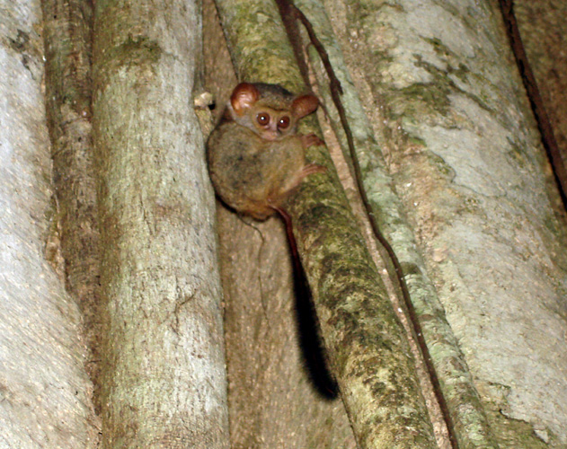 DSC01019 Tarsiers Monkey