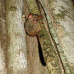 DSC01019 Tarsiers Monkey