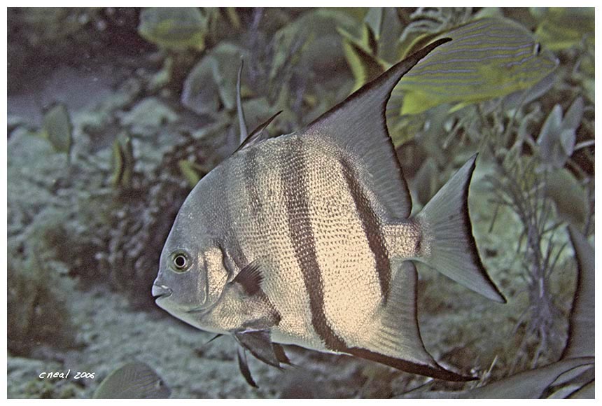 Atlantic Spadefish