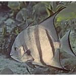 Atlantic Spadefish