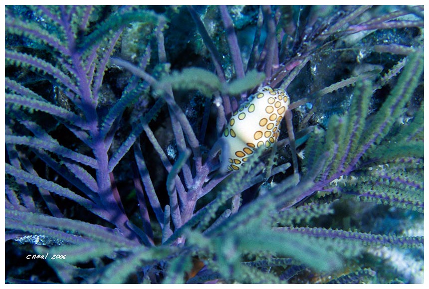 Flamingo Tongue