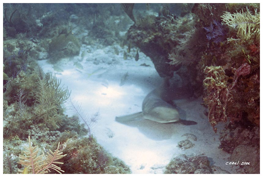 Nurse Shark