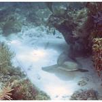 Nurse Shark