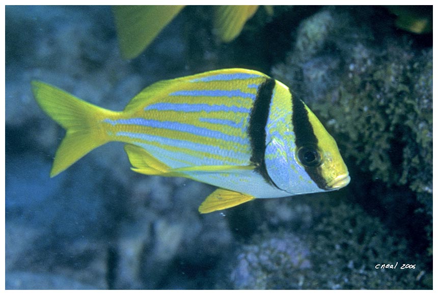 Porkfish 2