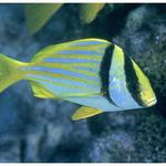 Porkfish 2