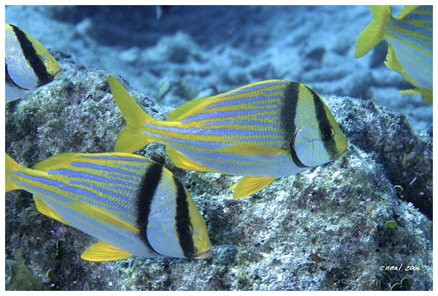 Porkfish School