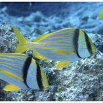 Porkfish School