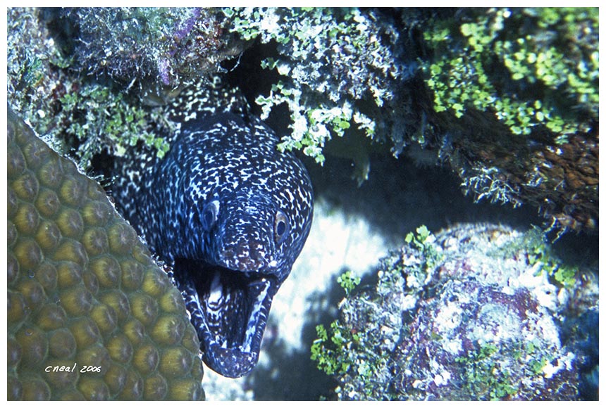 Spotted Moray - KL