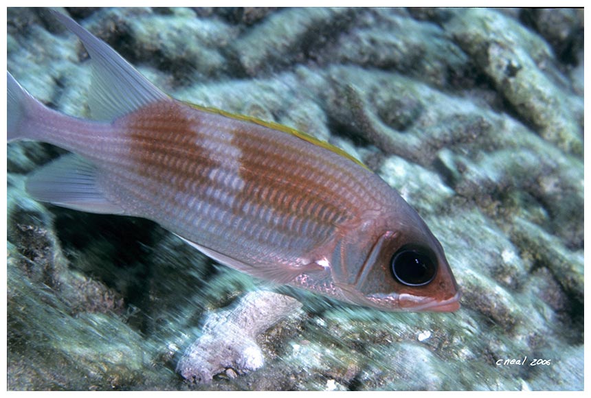 Squirrelfish