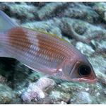 Squirrelfish