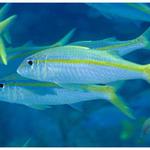 Yellowtail Snapper