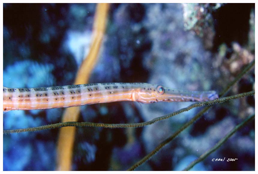 Trumpetfish.jpg