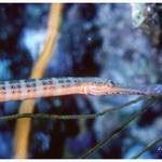 Trumpetfish.jpg