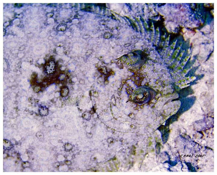 Peacock Flounder Portrait