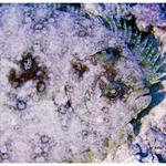 Peacock Flounder Portrait