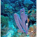 Purple Pipe Sponge