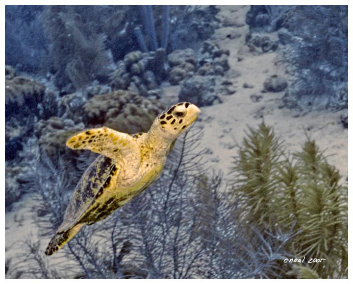 Turtle Swim