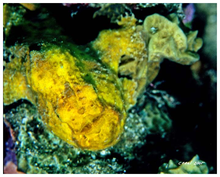 Frogfish Portrait