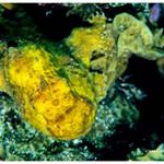 Frogfish Portrait